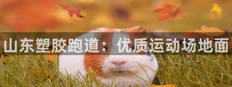 尊龙百度贴吧：山东塑胶跑道：优质运动场地面